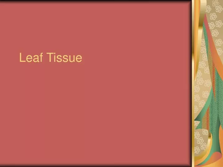 leaf tissue