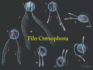 Filo Ctenophora