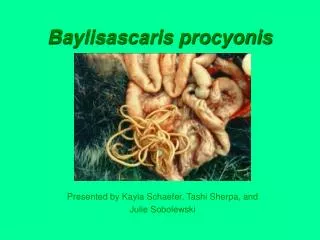 Baylisascaris procyonis