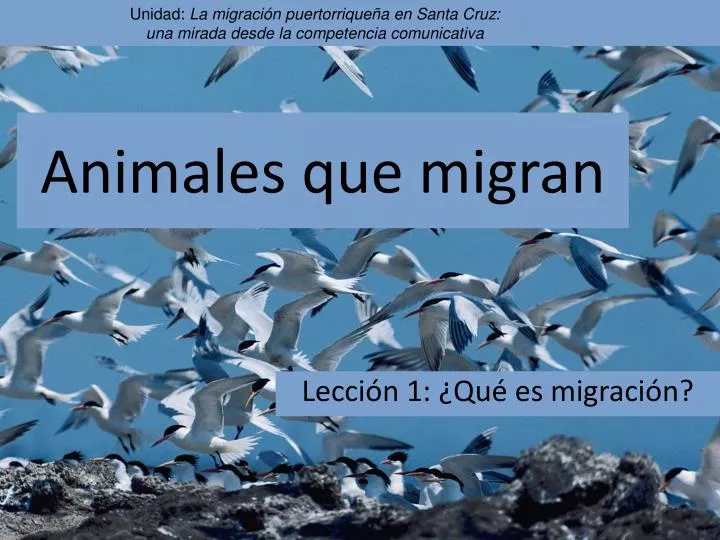 animales que migran