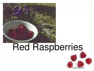 Red Raspberries