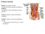 Urinary System - slide 1