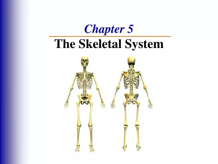 chapter 5 the skeletal system