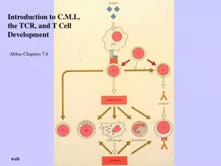 Introduction to C.M.I., the TCR, and T Cell Development