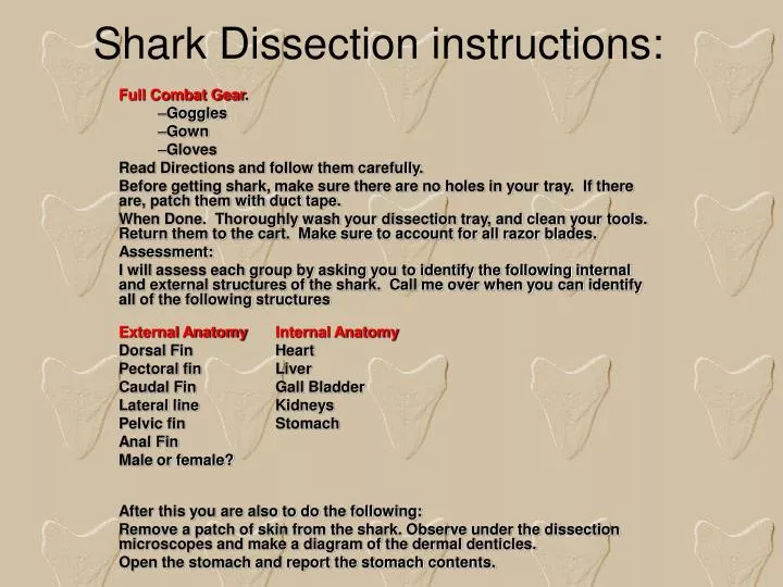 shark dissection instructions