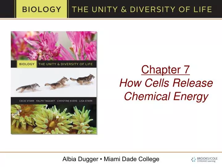 chapter 7 how cells release chemical energy