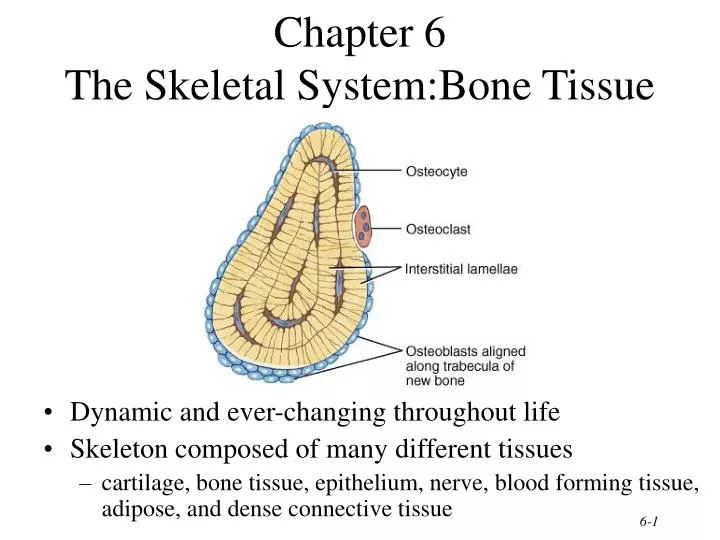 chapter 6 the skeletal system bone tissue