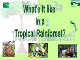 What's it like in a Tropical Rainforest?