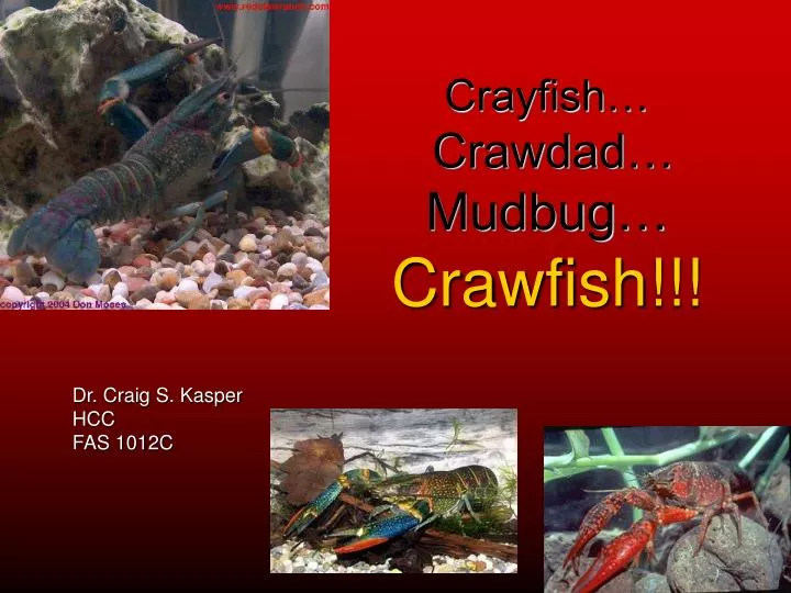 crayfish crawdad mudbug crawfish