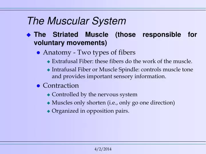 the muscular system