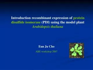 Introduction recombinant expression of protein disulfide isomerase (PDI) using the model plant Arabidopsis thaliana