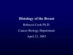 Histology of the Breast Rebecca Cook Ph.D. Cancer Biology Department April 21, 2003 - slide 1