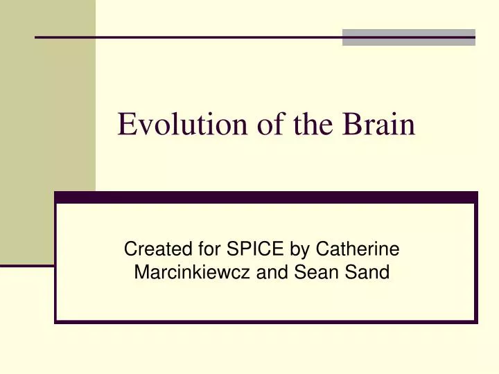 evolution of the brain