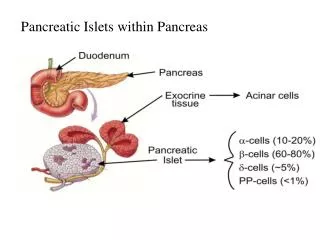 Pancreatic Islets within Pancreas
