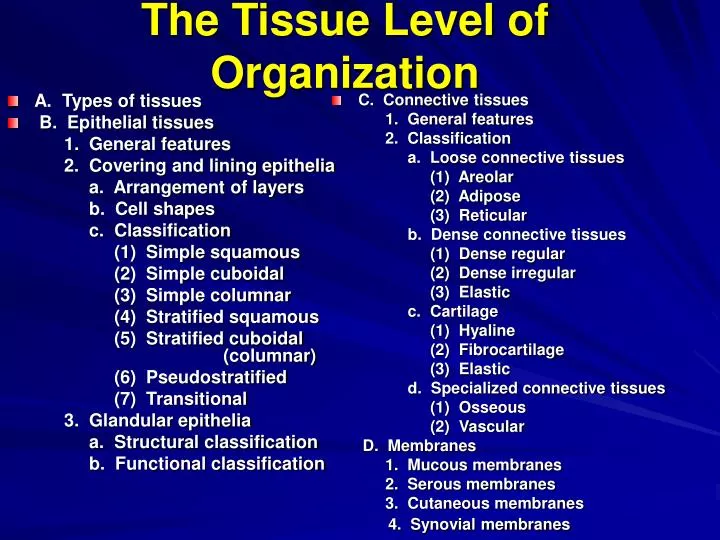 the tissue level of organization