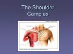 PPT - BIOMECHANICS OF THE SHOULDER COMPLEX PowerPoint Presentation ...