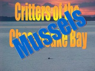 Critters of the Chesapeake Bay