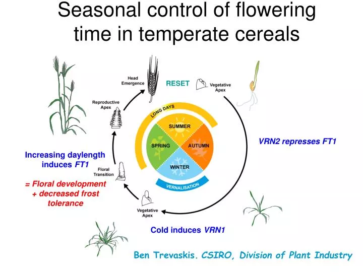 seasonal control of flowering time in temperate cereals