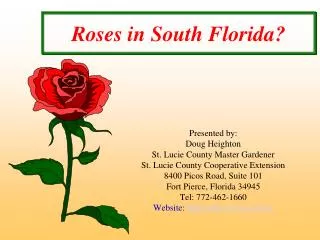 Roses in South Florida?