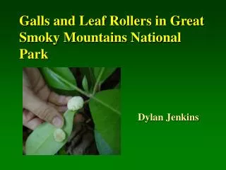 Galls and Leaf Rollers in Great Smoky Mountains National Park