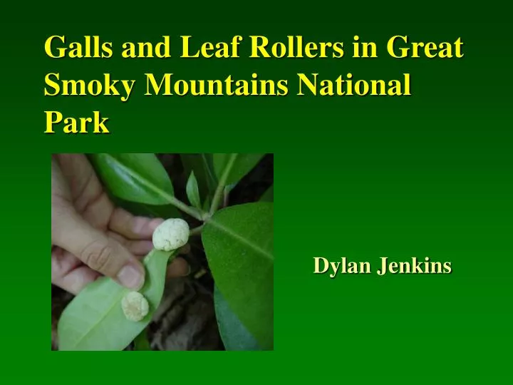 galls and leaf rollers in great smoky mountains national park