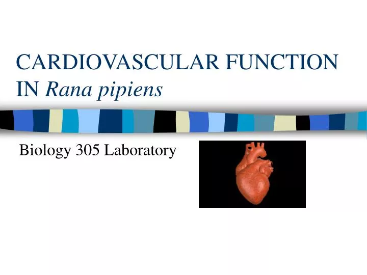 cardiovascular function in rana pipiens