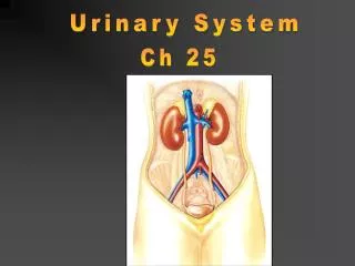 Urinary System