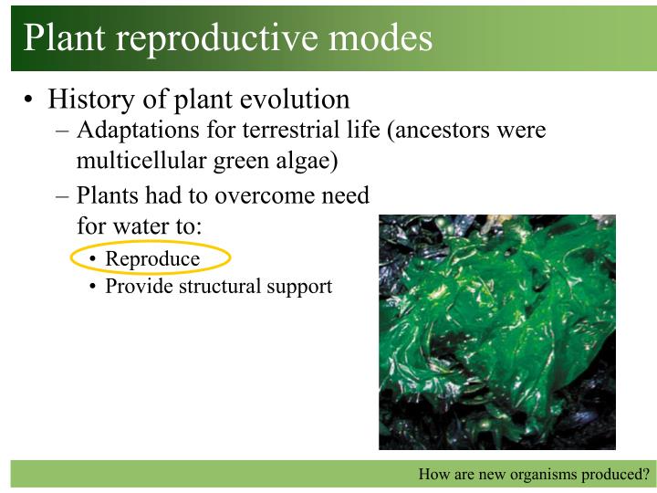 plant reproductive modes