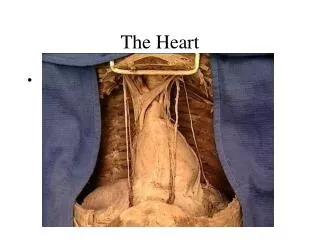 the heart