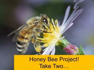 Honey Bee Project! Take Two…