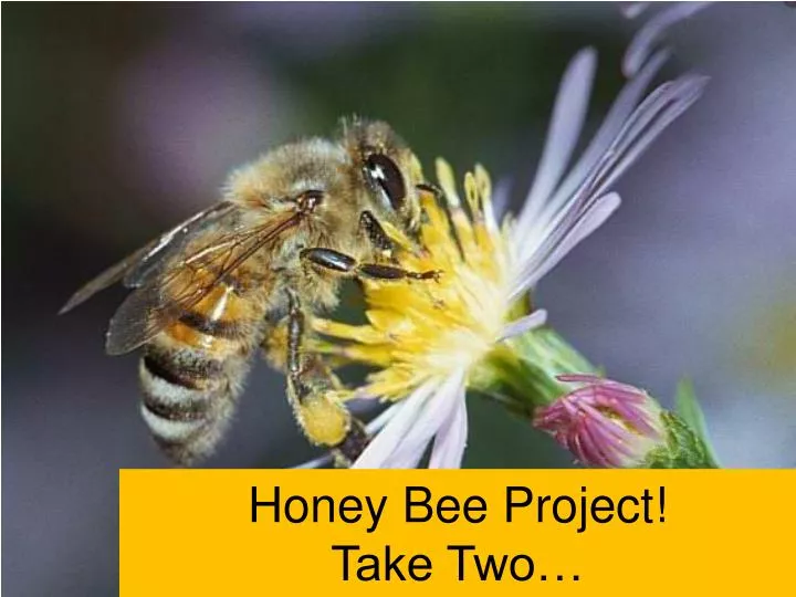 honey bee project take two