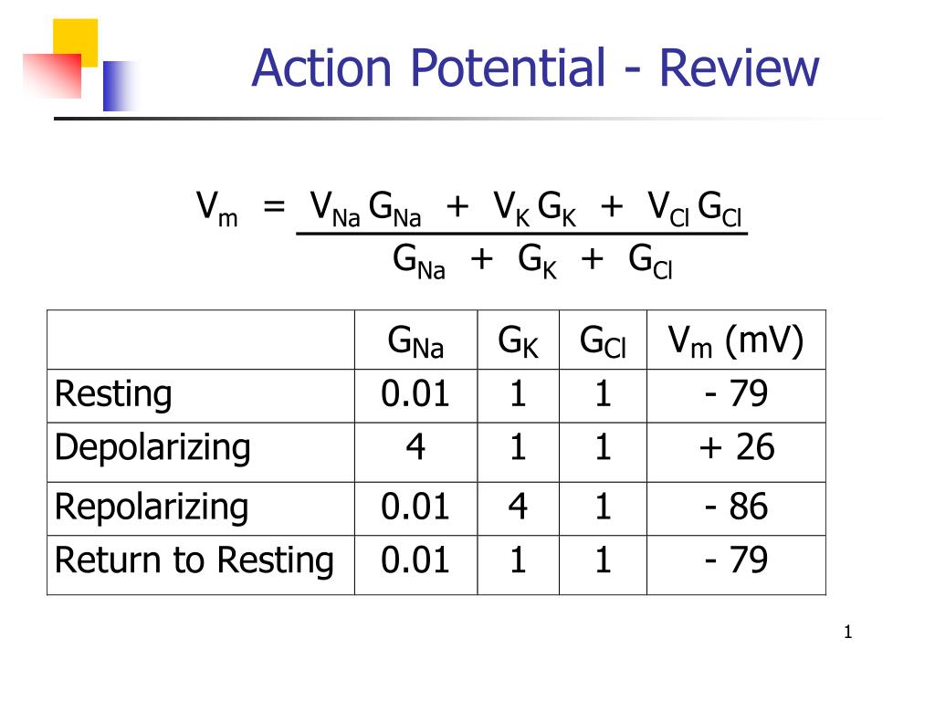 PPT - Action Potential - Review PowerPoint Presentation, free download ...