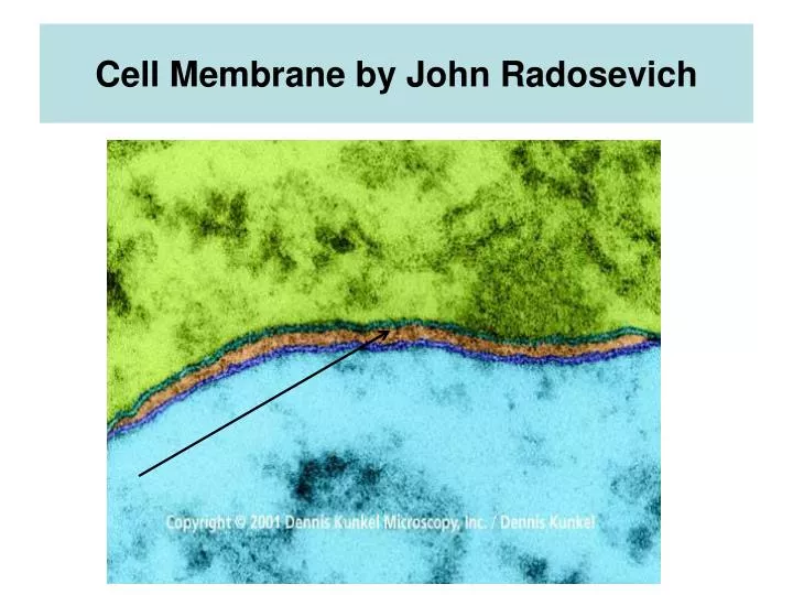 cell membrane by john radosevich