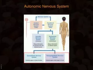 Autonomic Nervous System