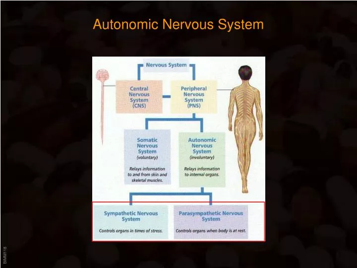 autonomic nervous system