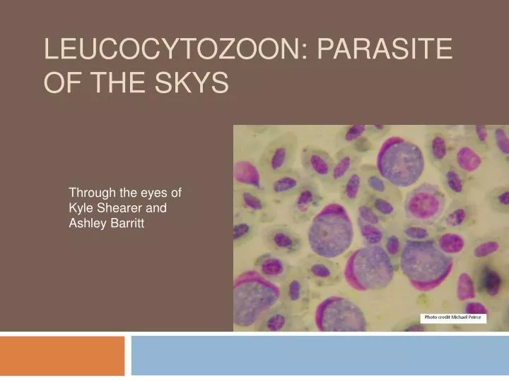 leucocytozoon parasite of the skys
