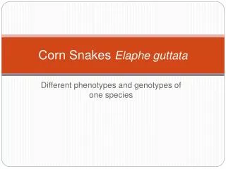 Corn Snakes Elaphe guttata