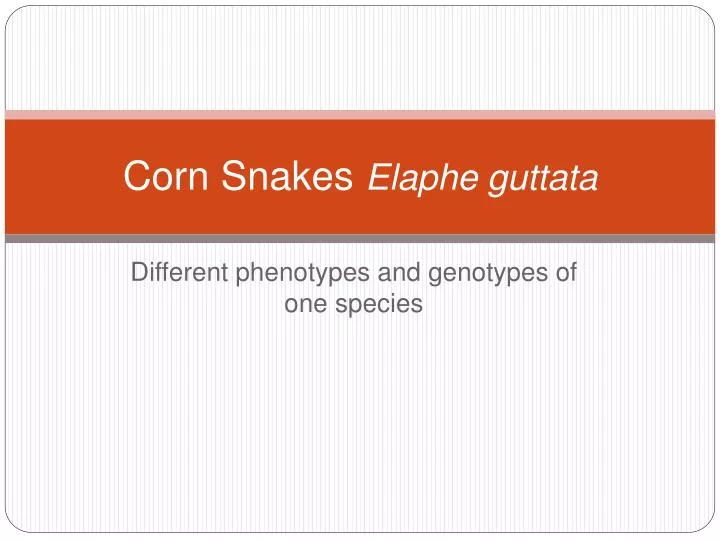 corn snakes elaphe guttata