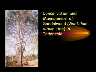 Conservation and Management of Sandalwood (Santalum album Linn) in Indonesia