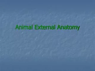 Animal External Anatomy