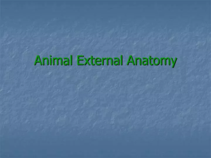 animal external anatomy