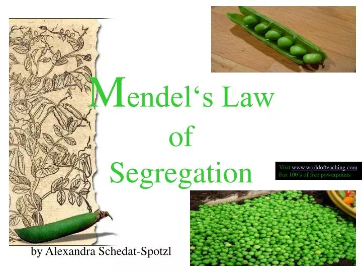 m endel s law of segregation