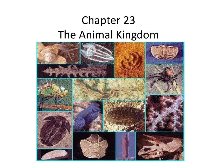 chapter 23 the animal kingdom