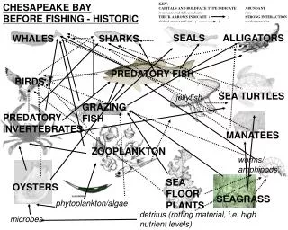 phytoplankton/algae