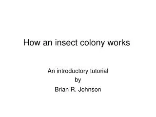 How an insect colony works