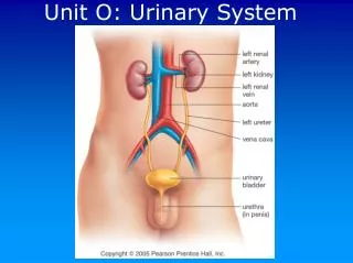 Unit O: Urinary System