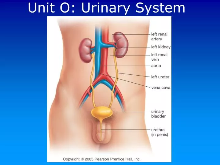 unit o urinary system