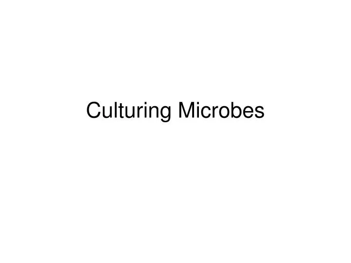 culturing microbes