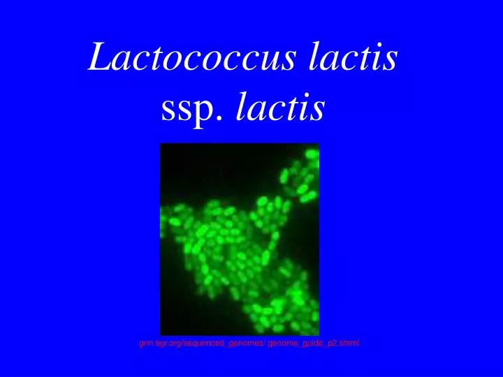 lactococcus lactis ssp lactis
