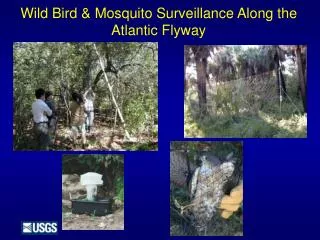 Wild Bird &amp; Mosquito Surveillance Along the Atlantic Flyway